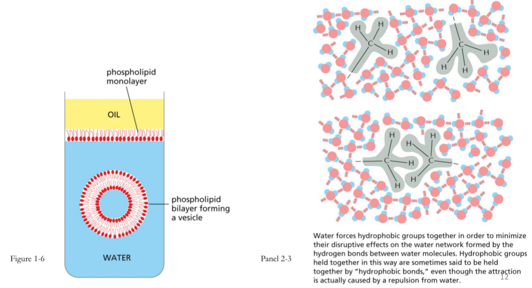 <ul><li><p>uncharged non-polar molecules do not interact with polar molecules (e.g. water)</p></li><li><p>Form clumps or aggregates to minimize exposure</p></li><li><p>Not an actual bond</p></li><li><p>Ex. Oil doesn’t dissolve in water</p></li><li><p>Ex. Phospholipids, hydrophobic ends face the inward and hydrophilic face outward to aequous environment</p></li></ul><p></p>