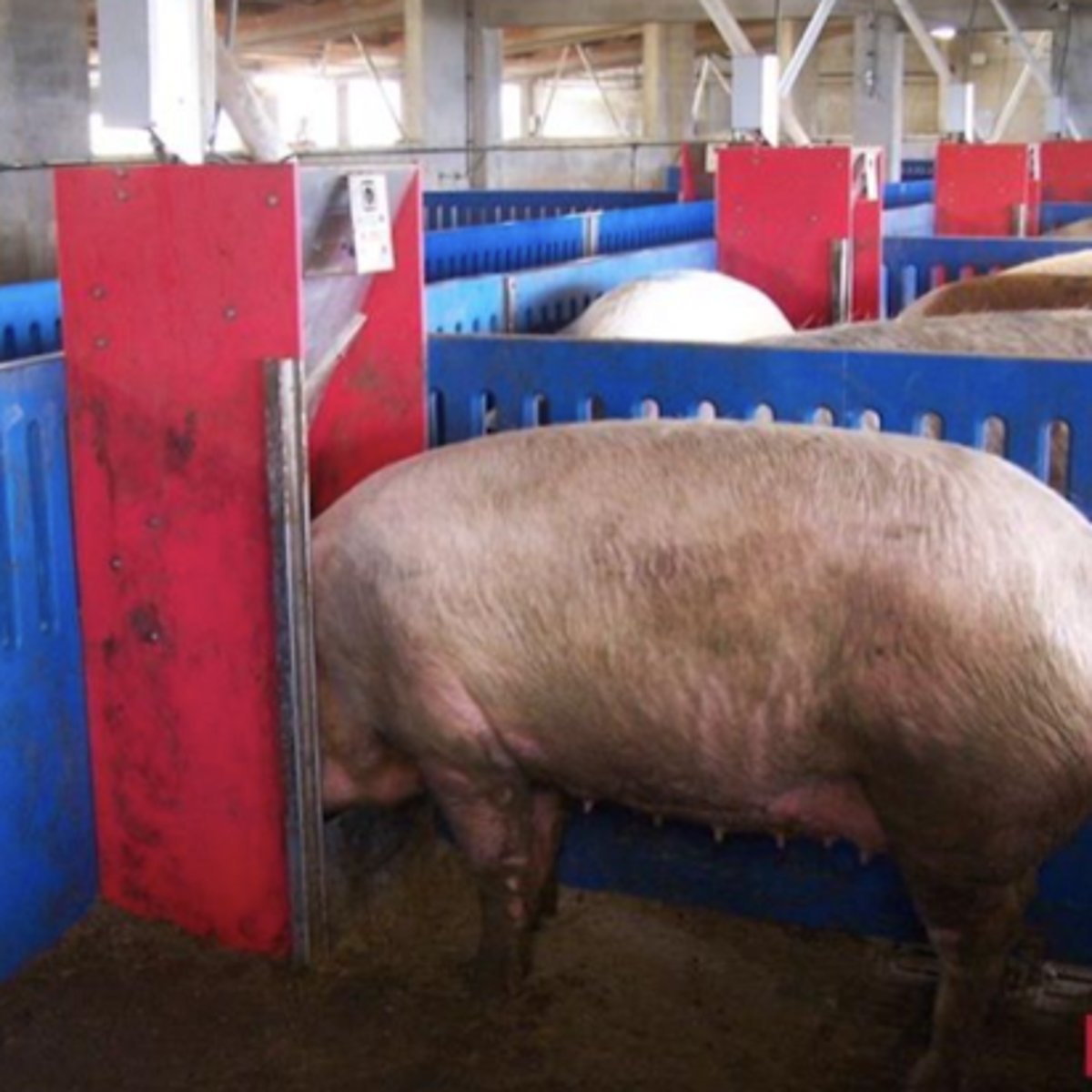 <p>hay tolvas automáticas o manuales, que dispensan alimento a medida que las cerdas lo van consumiendo</p><p>el pienso NO cae en el suelo, y por tanto no mezcla con heces y orina</p>