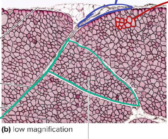 <p>What is the green likely representing?</p>