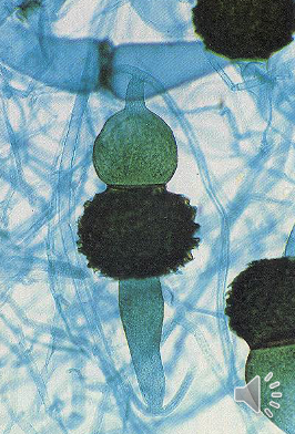 <p>what is this? what fungi group is it for</p>