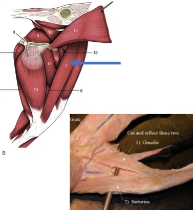 <p>thinner strap-like muscle on the inner thigh, more cranial than the gracilis</p><p>Origin: crest of the ilium</p><p>Insertion: patella &amp; proximal tibia</p><p>Action: hip flexion, stifle extension, limb adduction</p>