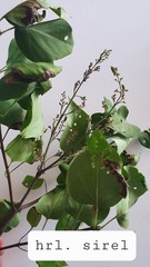 Syringa vulgaris