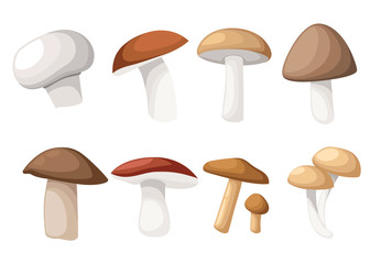 <p>Mushroom</p>