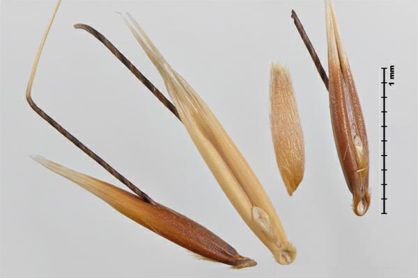 Avena fatua

