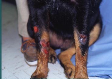 <ul><li><p><span style="color: rgb(136, 136, 136);"><strong>Et: </strong></span><strong>Saprophytic spore molds</strong>, wounds, soil, deep skin infection&nbsp;</p><ul><li><p><strong><em>Mucorales: </em></strong><em>Rhizopus, Mucor, Absidia, Saksenaea</em></p></li><li><p><strong><em>**Entomophthorales: </em></strong><em>Conidiobolus, Basidiobolus</em></p></li><li><p><strong><em>Mortierellales:</em></strong><em> Mortierella</em></p></li></ul></li><li><p><span style="color: rgb(136, 136, 136);"><strong>Cs:</strong></span> nodules, draining ulcers, sinusitis (Conidiobolus), trunk lesions (Basidiobolus)</p></li><li><p><span style="color: rgb(136, 136, 136);"><strong>Dt: </strong></span>biopsy/cytology (<strong>granulomatous dermatitis w/ eosinophils, poorly stained hyphae</strong>)</p></li><li><p><span style="color: rgb(136, 136, 136);"><strong>Tx:</strong></span><strong> surgical </strong>excision, amphotericin B, azoles, potassium iodide</p></li></ul><p></p>