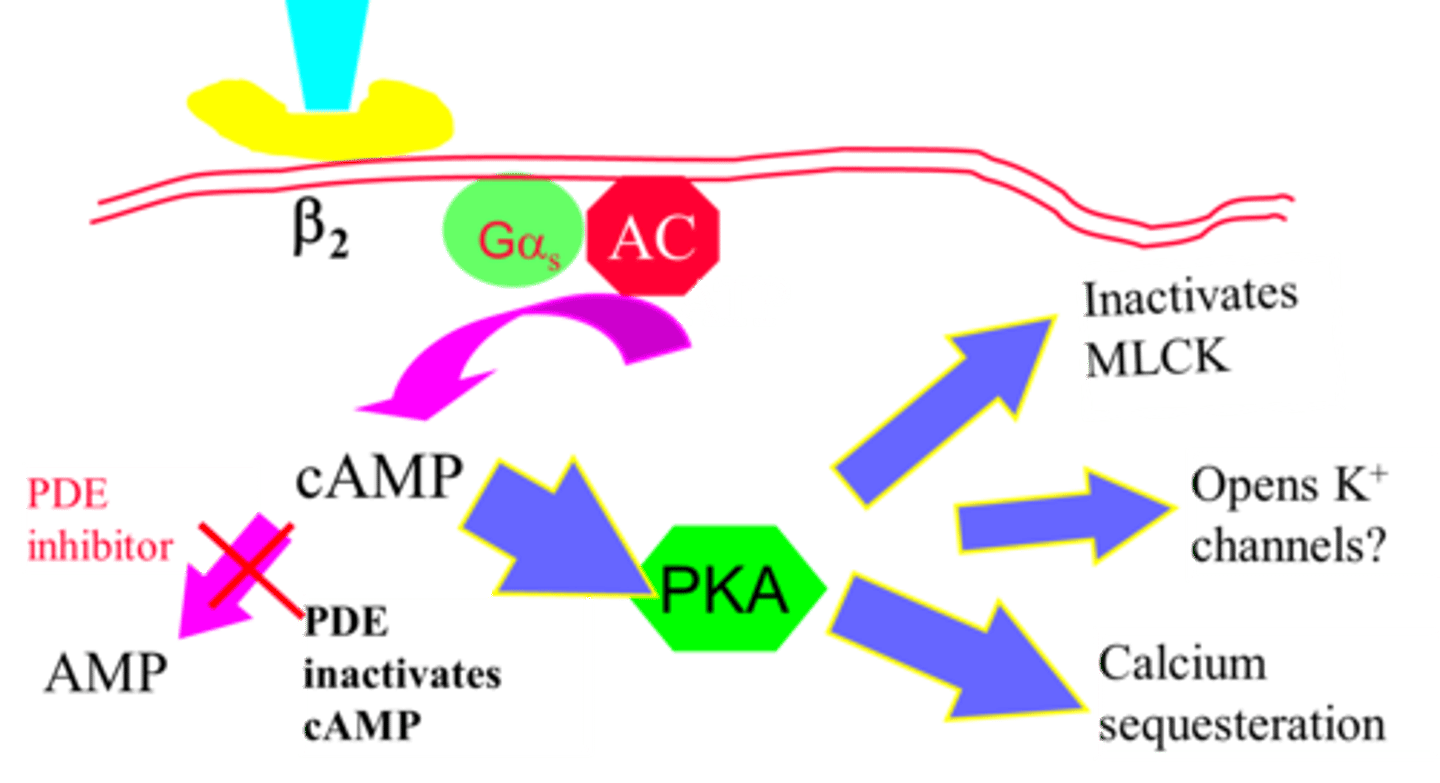 <p>Aminophylline is a mixture of theophylline and ethylenediamine.</p><p>It is less potent than theophylline and shorter acting.</p>