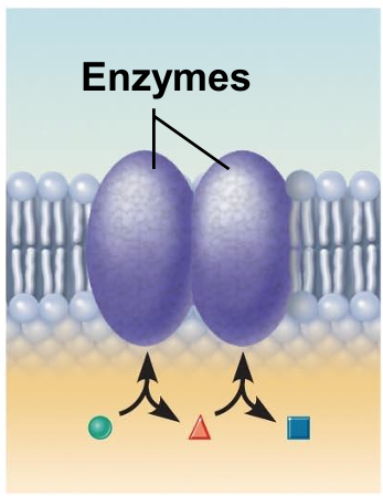 <ul><li><p>A membrane protein may be an enzyme with its active site exposed to substances in the adjacent solution. </p></li><li><p>A team of several enzymes in a membrane may catalyze sequential steps of a metabolic pathway as indicated (left to right) here.</p></li></ul><p></p>