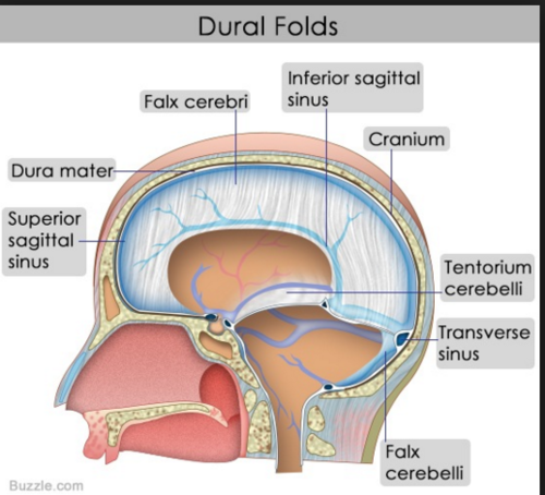 <ul><li><p>Falx cerebri</p></li><li><p>Tentorium cerebelli </p></li><li><p>Falx cerebelli.</p></li></ul><p></p>