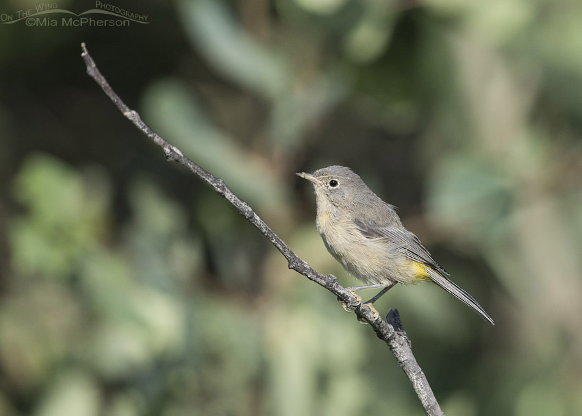 <p><span style="color: rgb(138, 138, 138);"><em>Virginia’s</em> </span>Warbler </p><p><span style="color: rgb(141, 138, 138);">(female pictured here)</span></p>