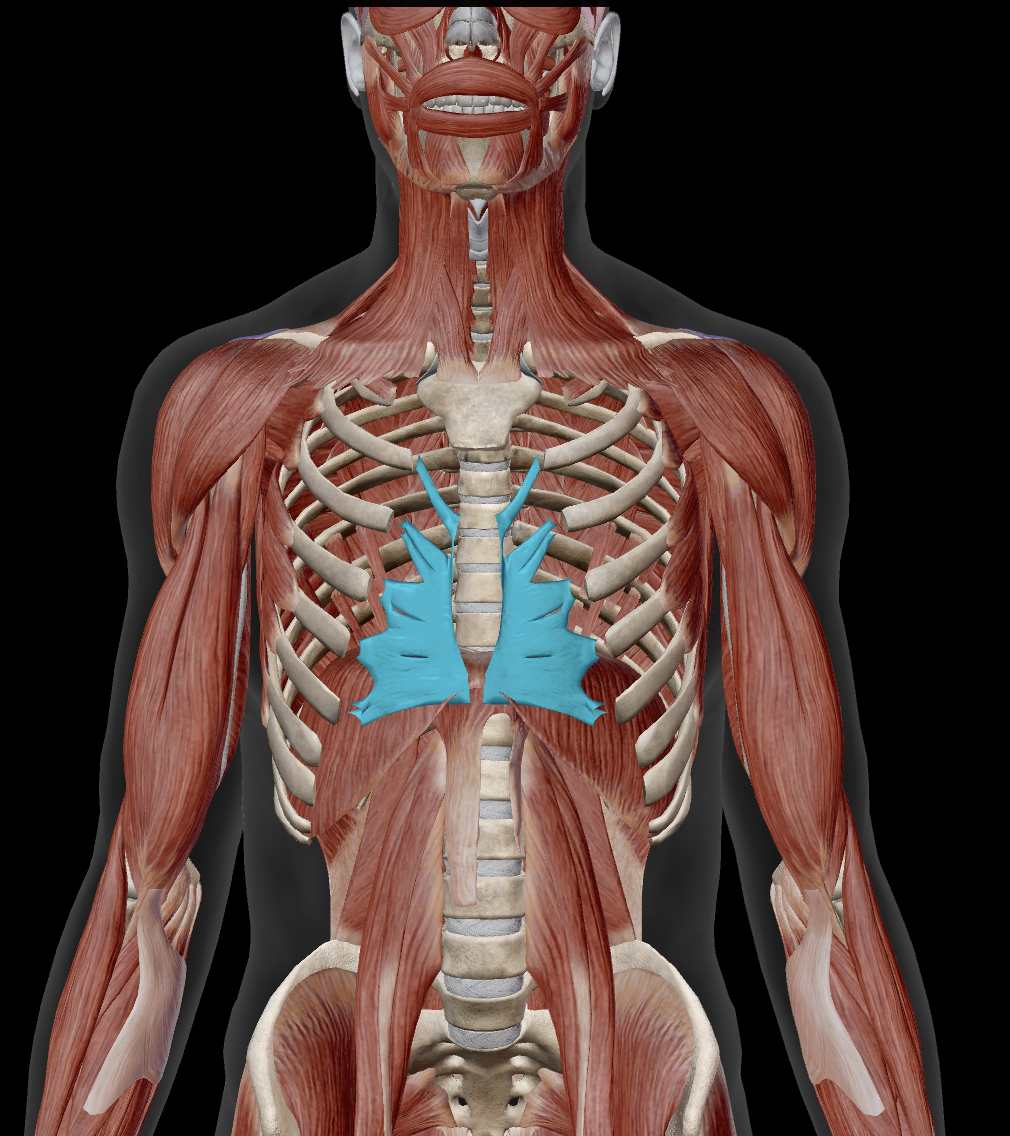 <p>What action does the transverse thoracis do?</p>