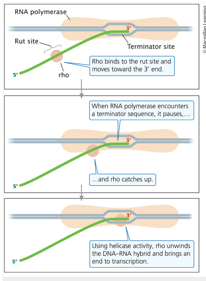 <ul><li><p>able to cause the termination of transcription only in the presence of an ancillary protein called the  rho factor (ρ)</p></li><li><p>Rho-dependent terminators have two features. </p><ul><li><p>The first is the DNA sequence of the terminator itself; this sequence causes the RNA polymerase to pause.</p></li><li><p> The second feature is a DNA sequence upstream of the terminator that encodes a stretch of RNA that is usually rich in cytosine nucleotides and devoid of any secondary structures.</p><ul><li><p>this RNA sequence is called the rho utilization (rut) site</p></li></ul></li></ul></li><li><p>Once rho binds to the RNA, it moves toward its 3′ end, following the RNA polymerase </p></li><li><p> When RNA polymerase encounters the terminator, it pauses, allowing rho to catch up. </p></li><li><p>The rho factor has helicase activity, which it uses to unwind the DNA–RNA hybrid in the transcription bubble, bringing transcription to an end.</p></li></ul><p></p>