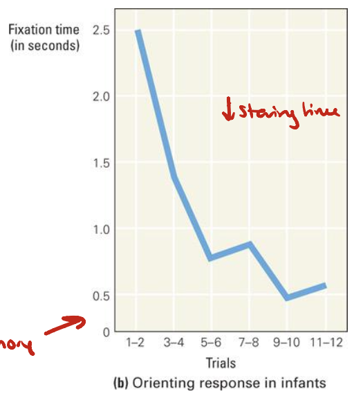 <ul><li><p>Initially, infants fixate on a new visual stimulus</p></li><li><p>After many repeated trials of seeing the same stimulus, infants appear to lose interest</p><ul><li><p>They stare longer at novel stimuli</p></li><li><p><span>Habituation → ↓ staring</span></p></li></ul></li></ul><p></p>