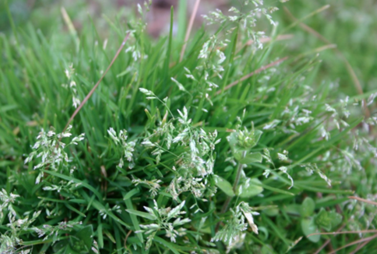 <p>Poa sp.</p>