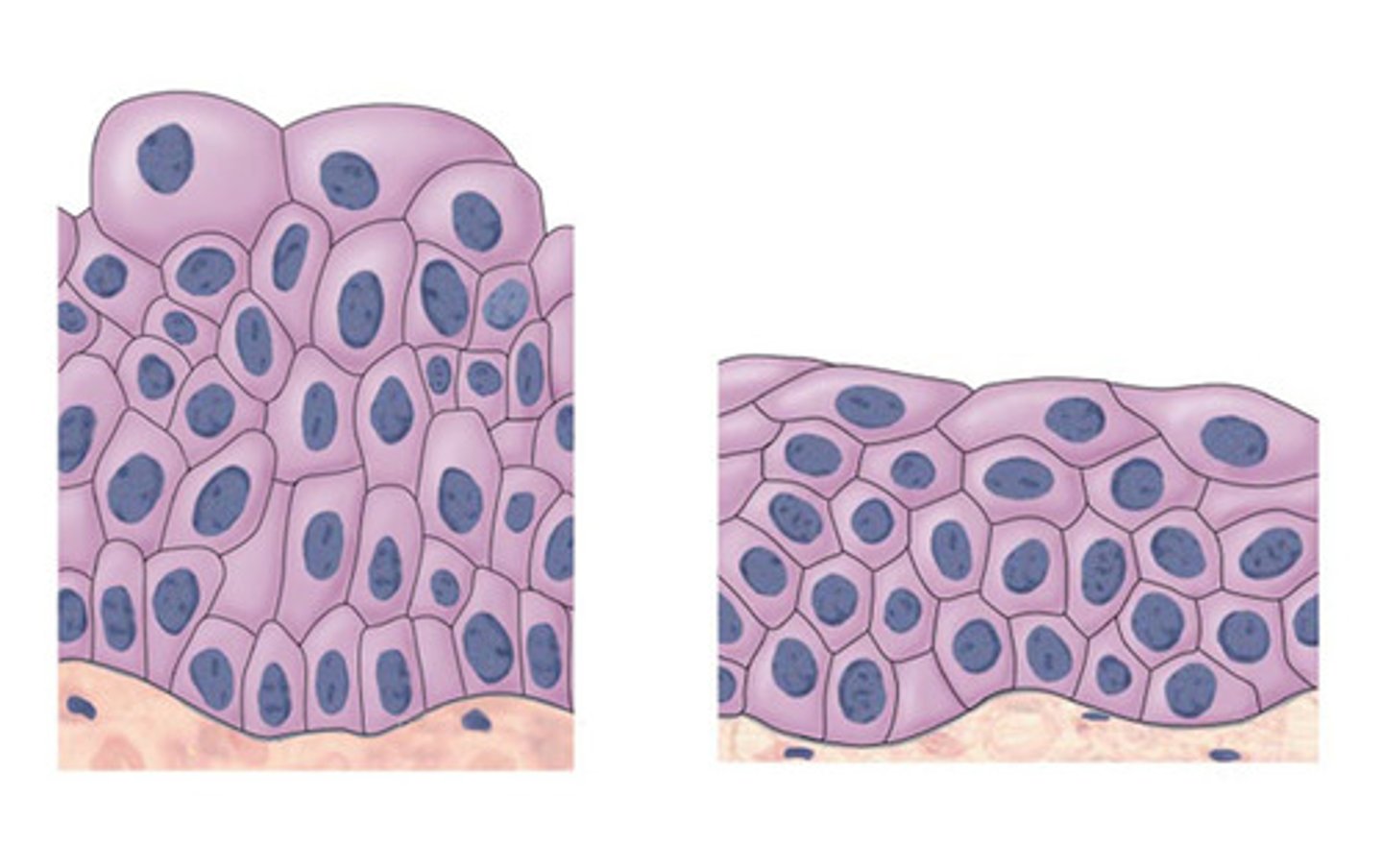 <p>Function: stretch and recoil</p><p>Location: bladder, vagina, anus ; cuboidal</p>
