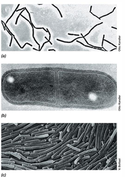 <p>Are lactic acid bacteria sensitive to oxygen?</p>