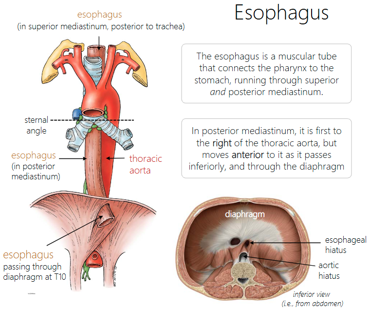 <p>The esophagus is a muscular tube that connects the pharynx to the stomach, running through superior and posterior mediastinum.</p>