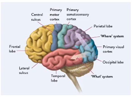 The What and Where Systems Of The Brain