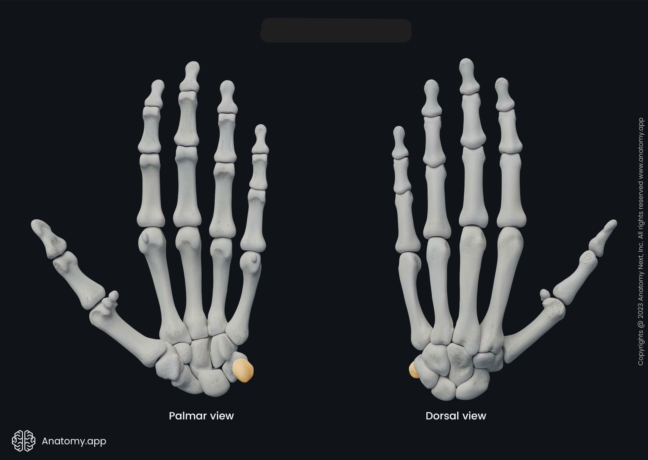 <p>What bone is this?</p>