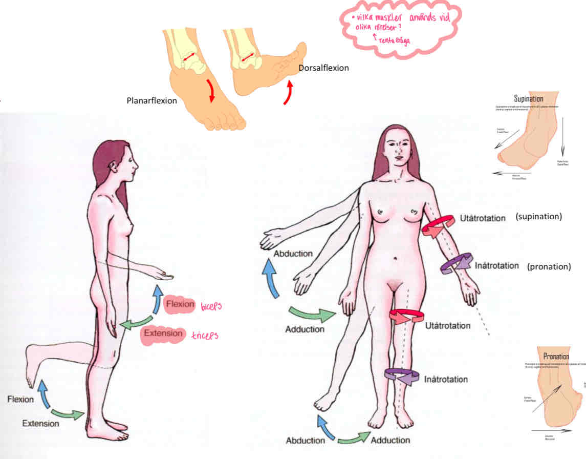 <p>Flexion: biceps </p><p>Extension: triceps </p><p>Abduction: lyfter armarna utåt från kroppen </p><p>Adduktion: tar ner armarna inåt mot kroppen </p>
