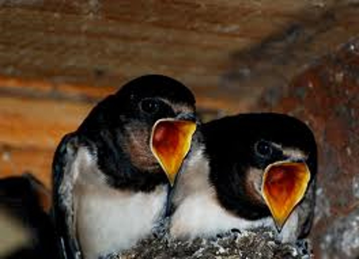 <p>to be hungry</p>