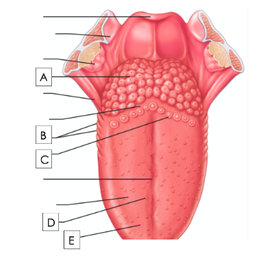 Which papillae contain taste buds?