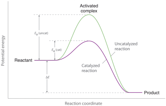 Enthalpy diagram of a catalyzed and uncatalyzed reaction. Labels of activation energy shown.