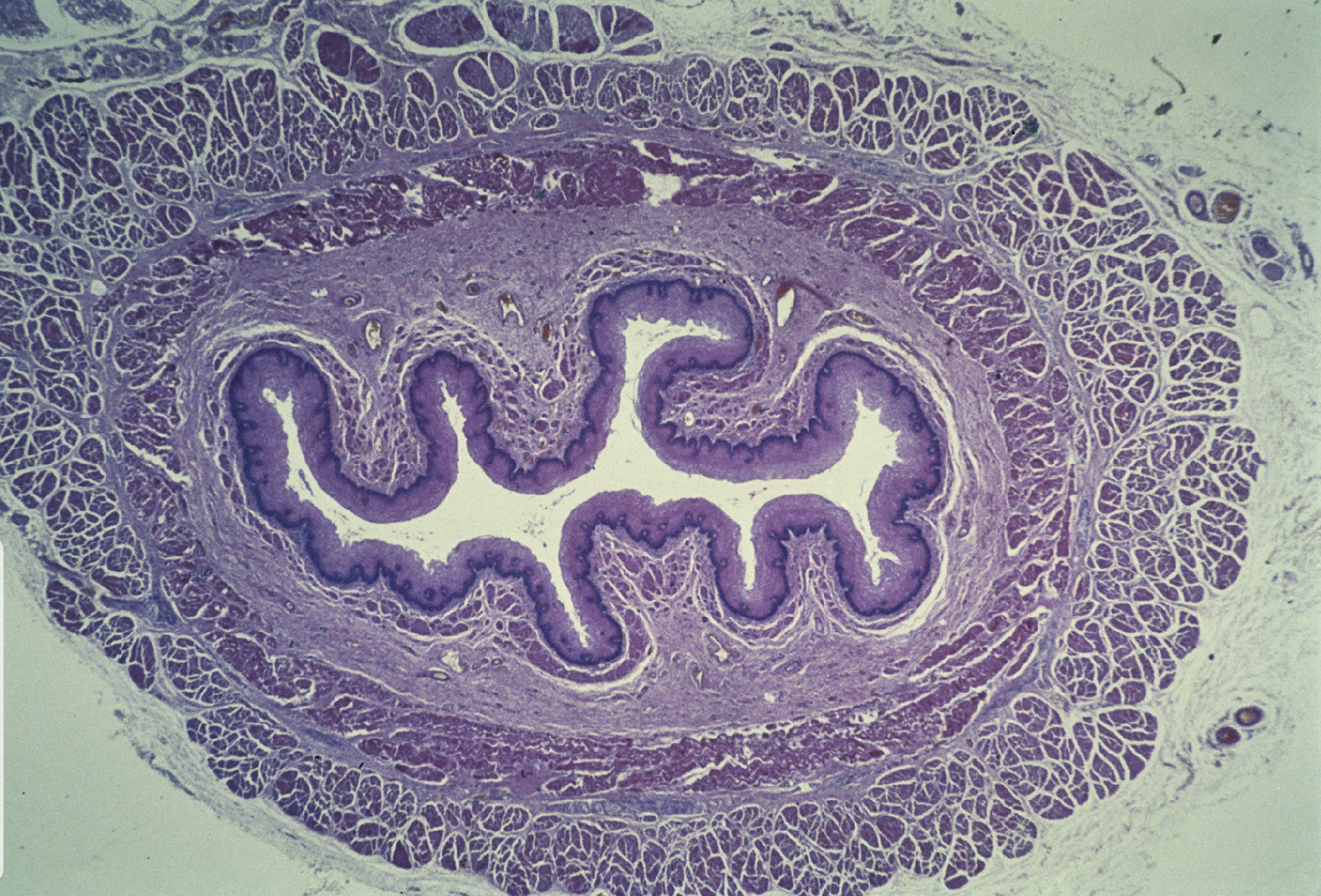<p>list the four layers of Esophagus cross section</p>