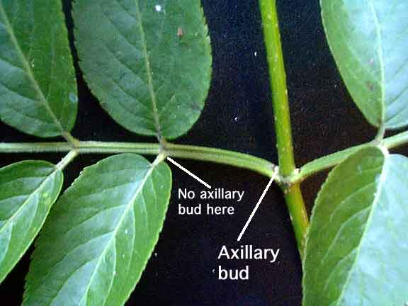 <p>axillary buds are</p>