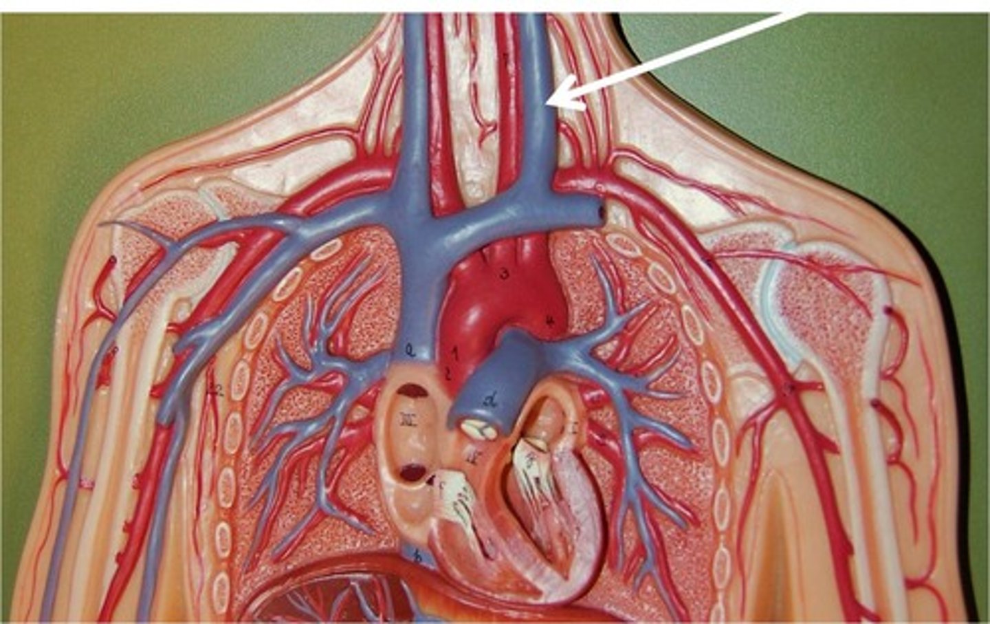<p>deep to sternocleidomastoid</p>