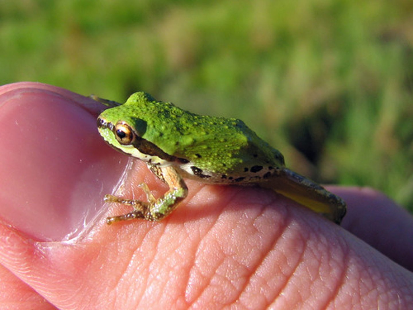 <p>Pacific Treefrog</p>