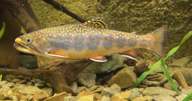 <p>Brook trout</p>