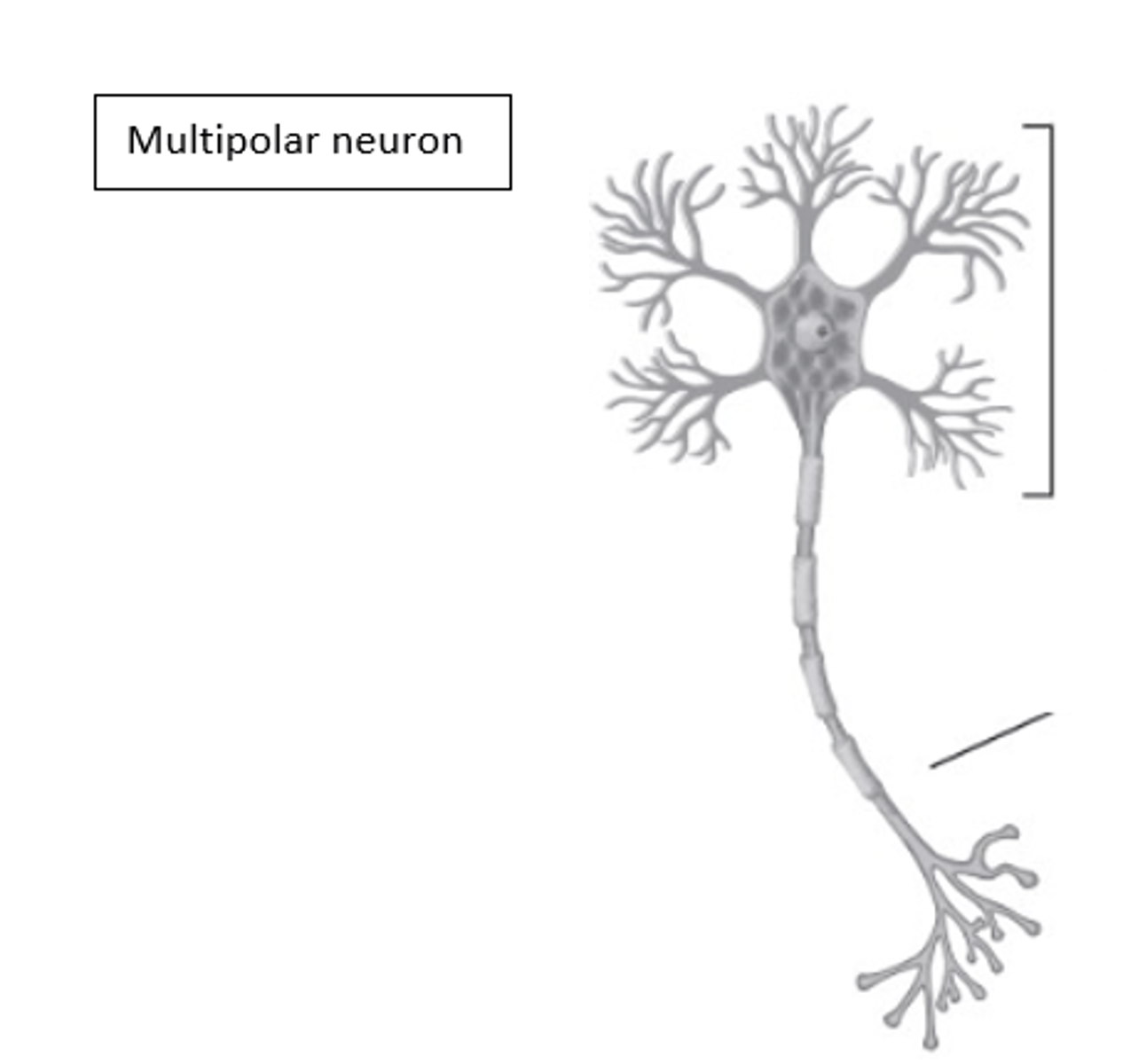 <p>What type of neuron is in the image?</p>