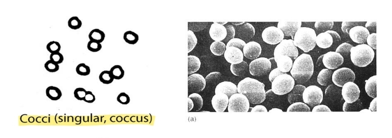 <p>what shape are cocci? </p>