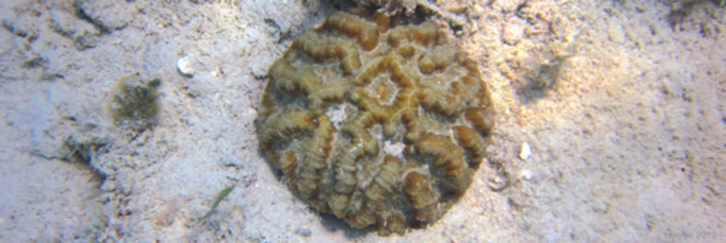 <p>Sinuous cactus coral</p>