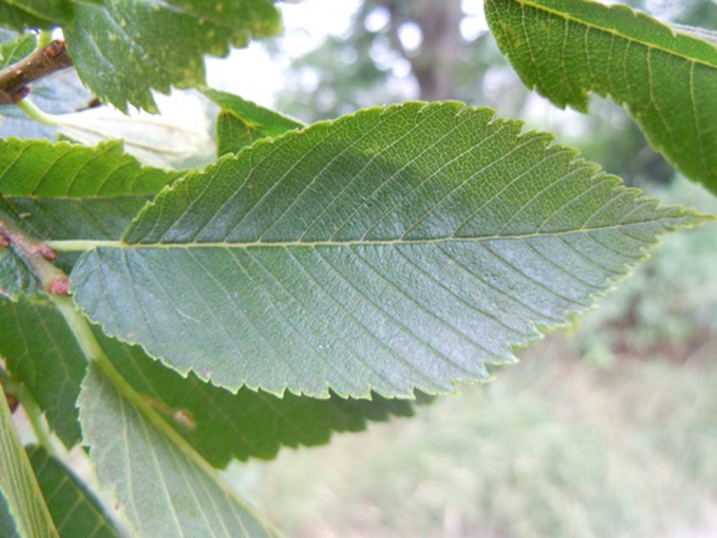 <p>ID Key: Serrated Leaves with curled tips</p>