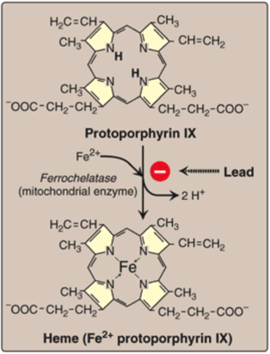 <p>Interference of Protoporphyrin Production</p>