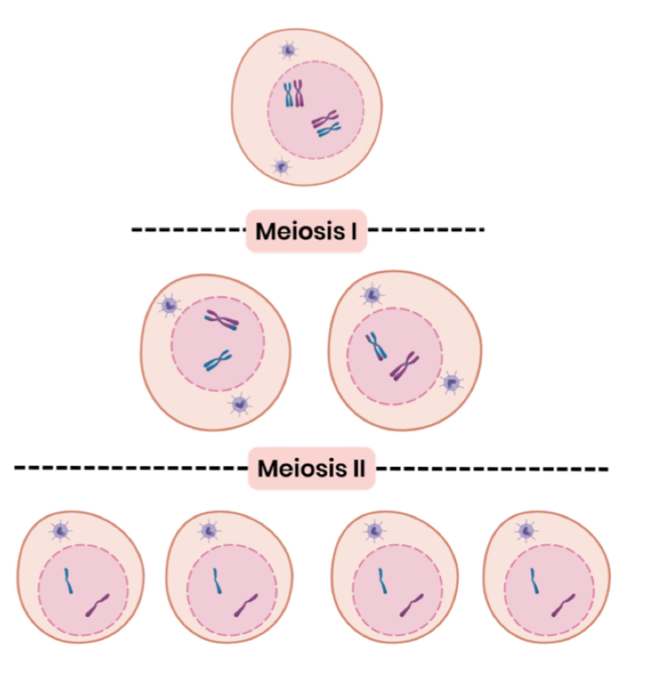 <p>*You should be able to complete diagrams showing chromosome contents of cells after the first and second meiotic division, when given the chromosome content of the parent cell</p>