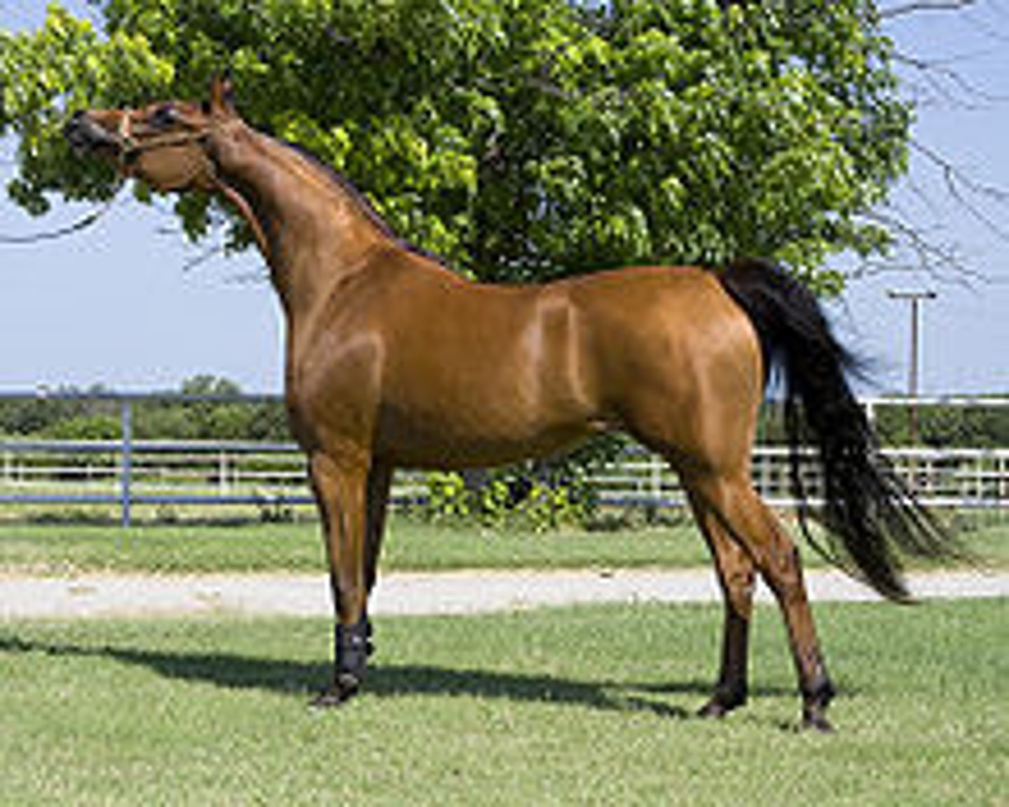 <p>- Oldest breed, original to Arabian desert lands</p><p>- Bred for endurance, spirit, and elegance</p><p>- Ancestral to many breeds</p><p>- Extensively bred for ranch work in Western US</p><p>- Head shape is very different and makes the breed easy to identify</p>