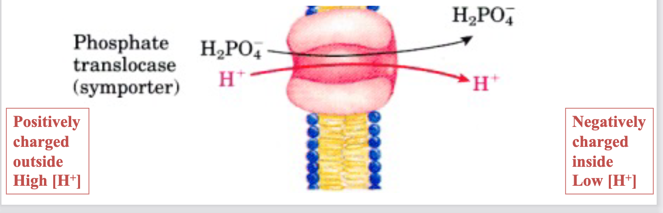 <ul><li><p><span style="font-family: sans-serif; color: #000000">P i (H 2 PO 4- ) generated from ATP hydrolysis is transported into the</span><span style="color: #000000"><br></span><span style="font-family: sans-serif; color: #000000">mitochondria via a symporter along with H +</span></p></li><li><p><span style="font-family: sans-serif; color: #000000">Driven by the electrochemical gradient of H +</span></p></li><li><p><span style="font-family: sans-serif; color: #000000">proton gradient drives H + to equilibrate, by H + entering the mitochondria</span><span style="color: #000000"><br></span><span style="font-family: sans-serif; color: #000000">via symport with P i (electroneutral)</span></p></li></ul><p></p>