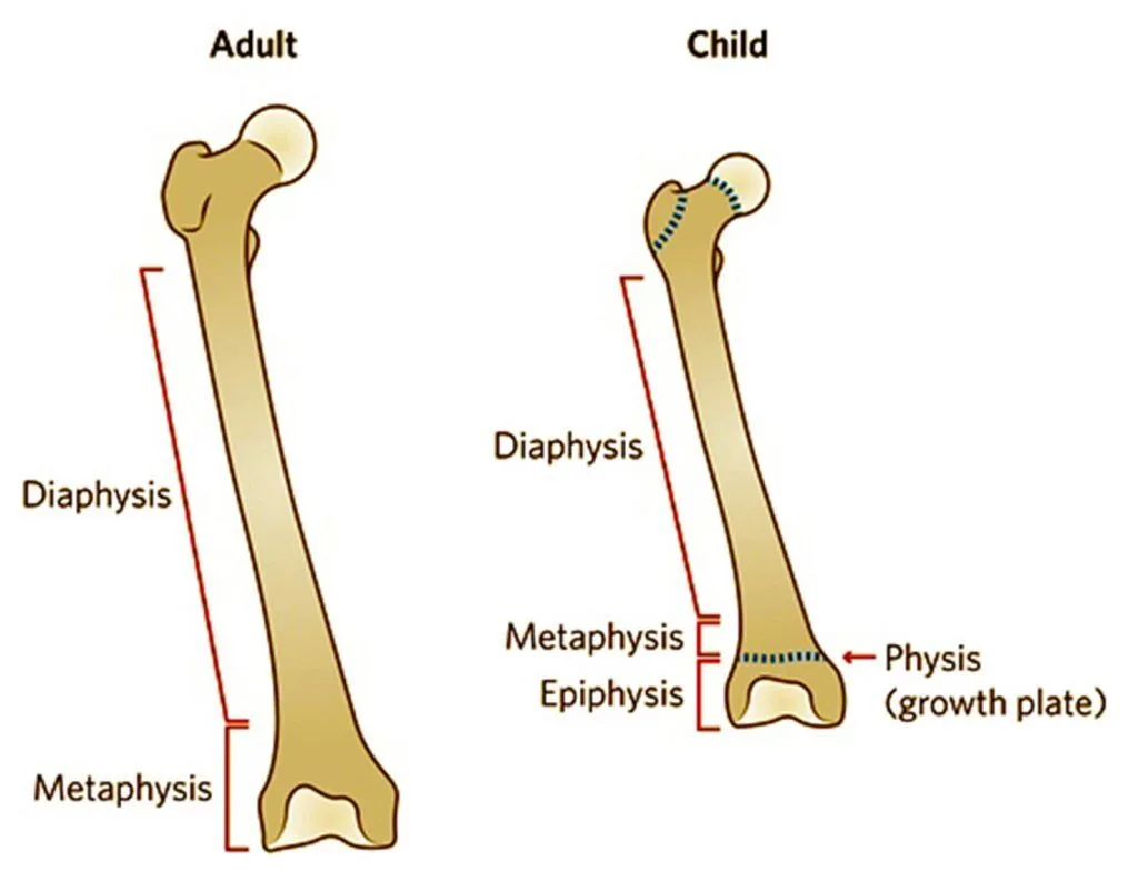 <p>Adolescent vs adult bones</p>