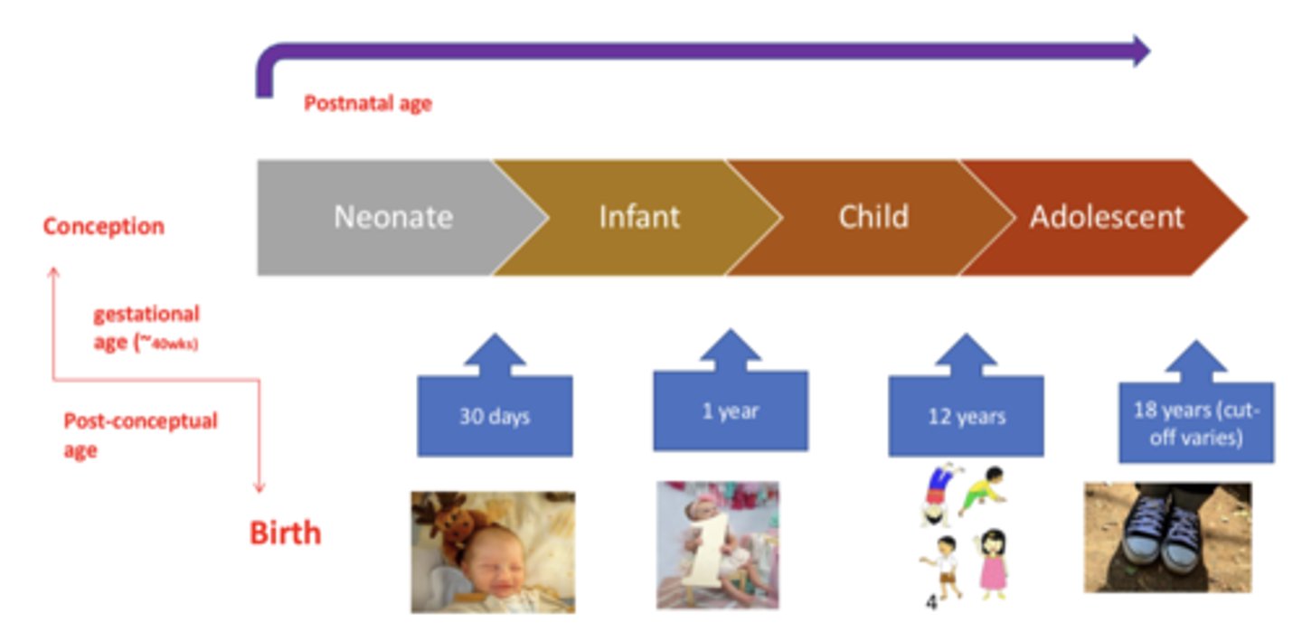 <p>the time from conception to birth</p><p>- 40 weeks </p>