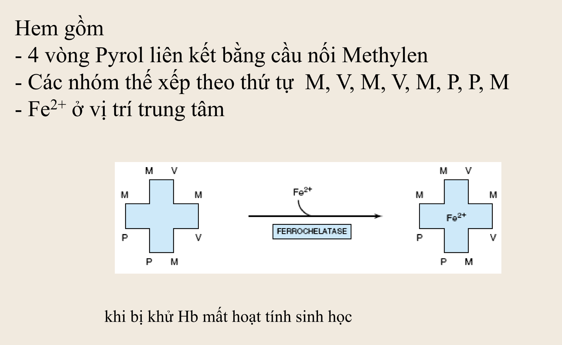 <p><strong>Tình huống nào dưới đây có thể làm hemoglobin mất hoạt tính sinh học?</strong></p><p>A. Gắn CO₂ tại nhóm alpha-amino của globin</p><p>B. Oxy hóa Fe²⁺ thành Fe³⁺</p><p>C. Tách nhóm porphyrin khỏi ion sắt</p><p>D. Tăng lượng 2,3-BPG gắn vào hemoglobin</p>