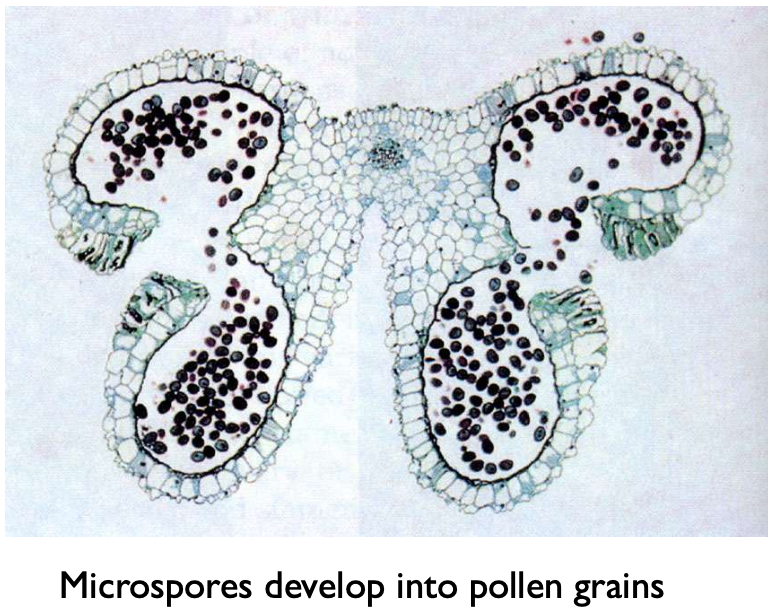 <p>n (haploid)</p><p><strong>Conclusion: Microsporophyll (2n) contains microsporangia (2n). Microsporangium contains microsporocytes (2n). Microsporocyte undergoes meiosis to produce microspores (n). Microspores undergo mitosis to develop into pollen grains (i.e. male gametophytes) (n).</strong></p>