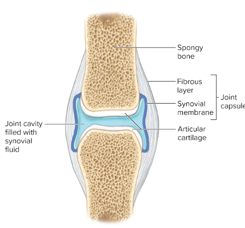 <p>synovial joints</p>