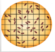 <p>uses a microscope and chamber like grid to count microbes in the lab setting</p><p>Problems:</p><ul><li><p>cant distinguish live/dead microbes</p></li><li><p>dirt in samples can be mistake for microbes…miscounted</p></li></ul><p></p>