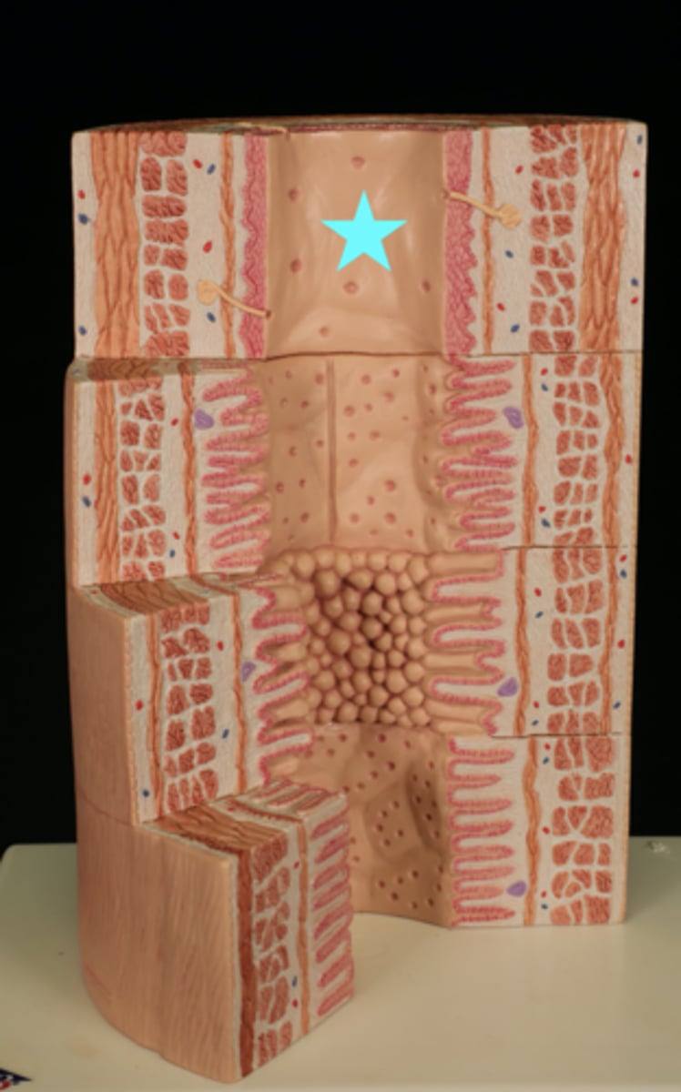<p>second outermost section of bottom layer</p>