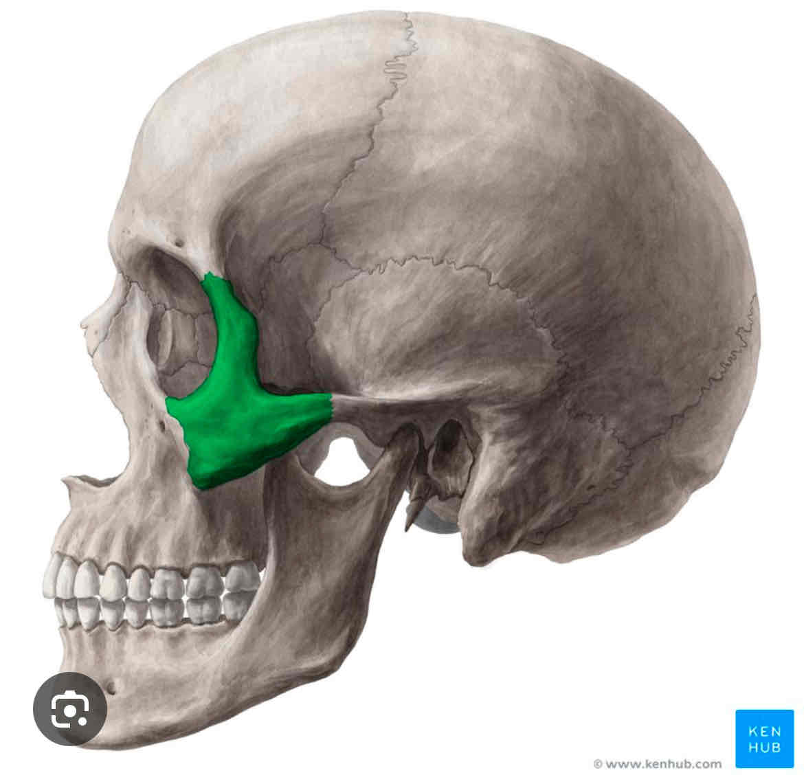knowt flashcard image