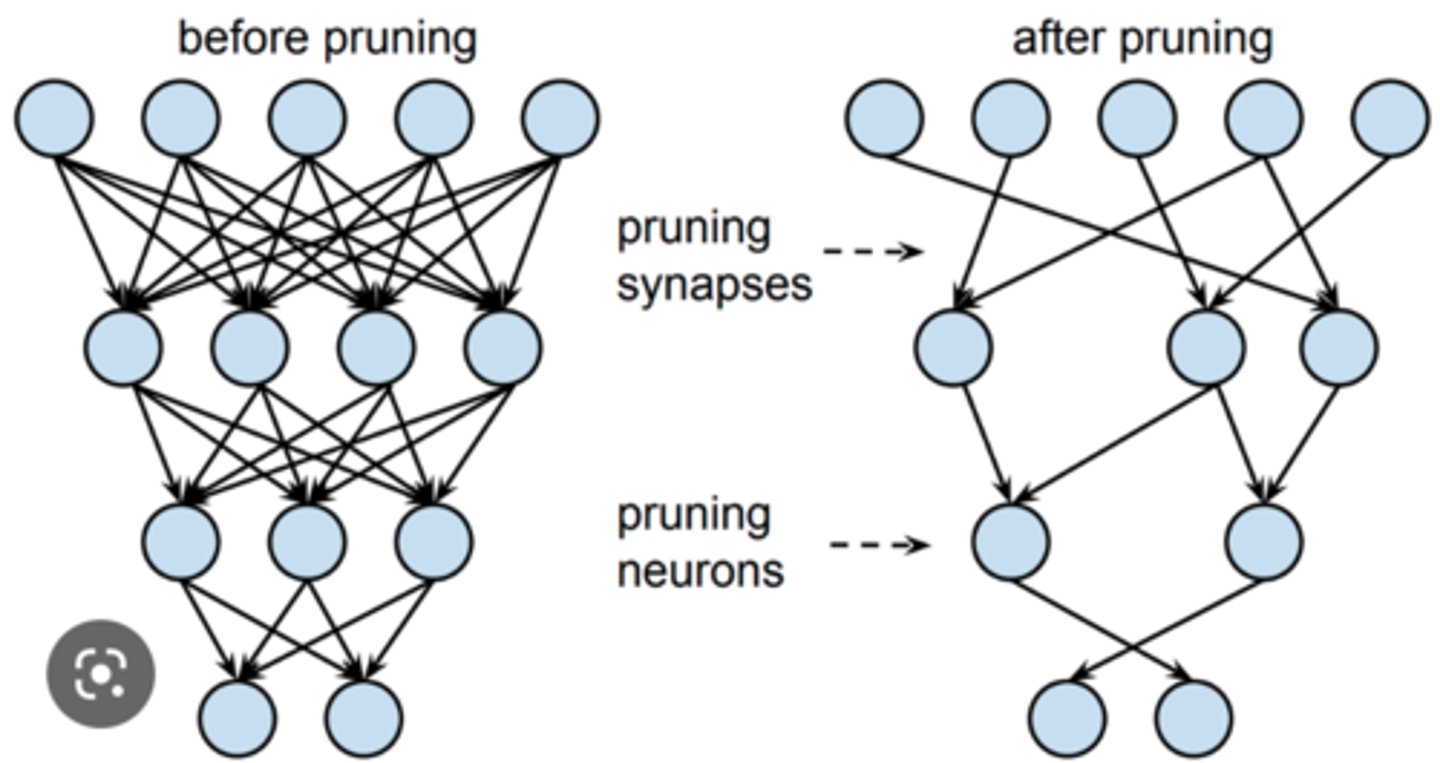 <p>reduction of neural connections, making those used much stronger.</p>