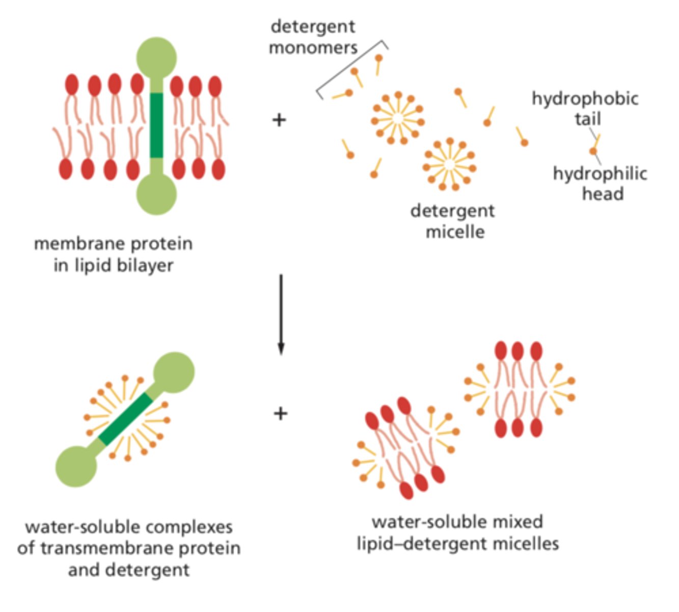 <p>Detergents dissolve the phospholipid bilayer, making the membrane more permeable</p>