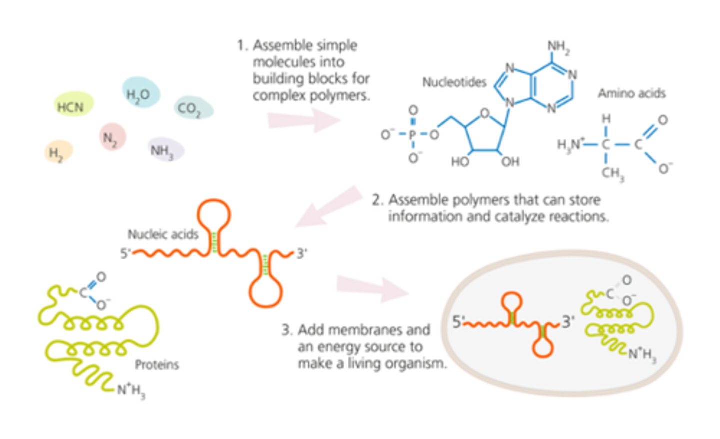 <p>· Primordial Soup</p><p>- The various complex molecules of life came after the spontaneous formation of very simple molecules</p>